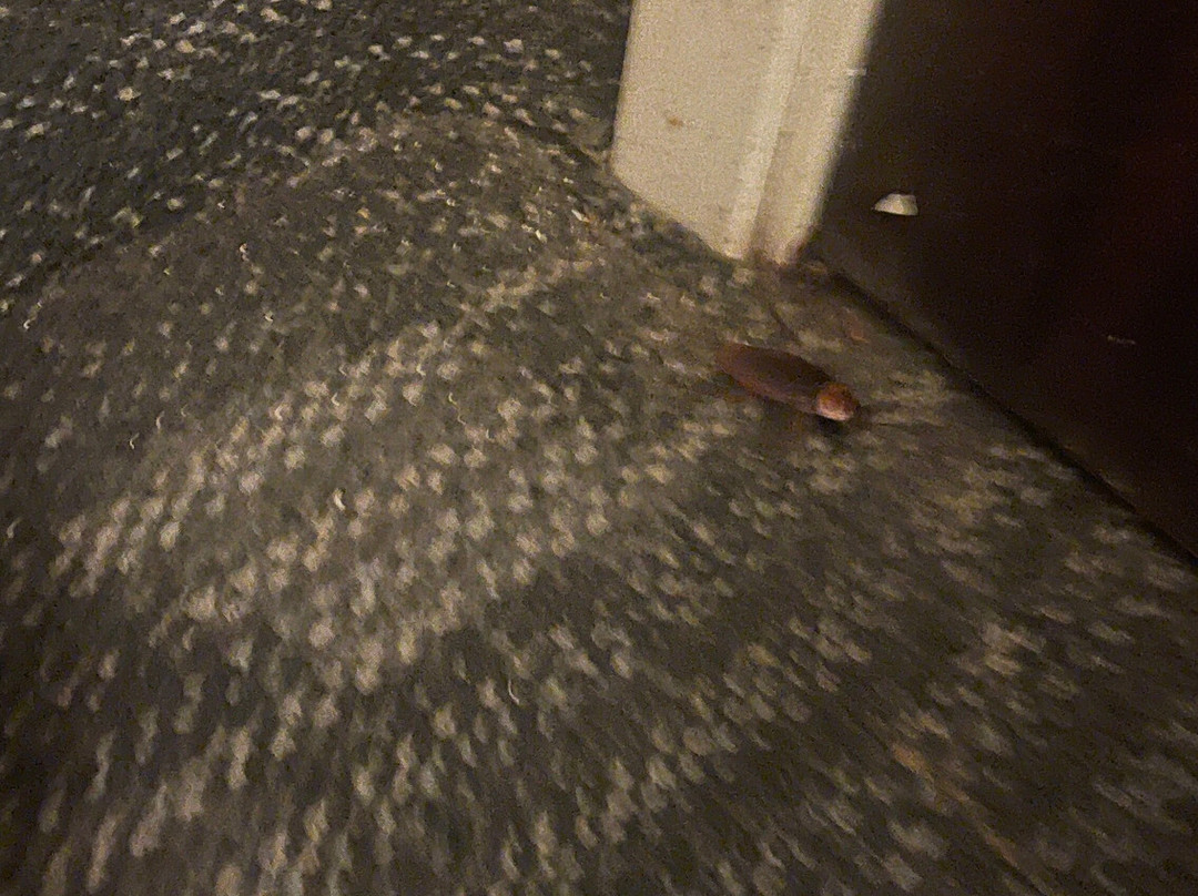 Courtyard by Marriott Dallas Mesquite主图