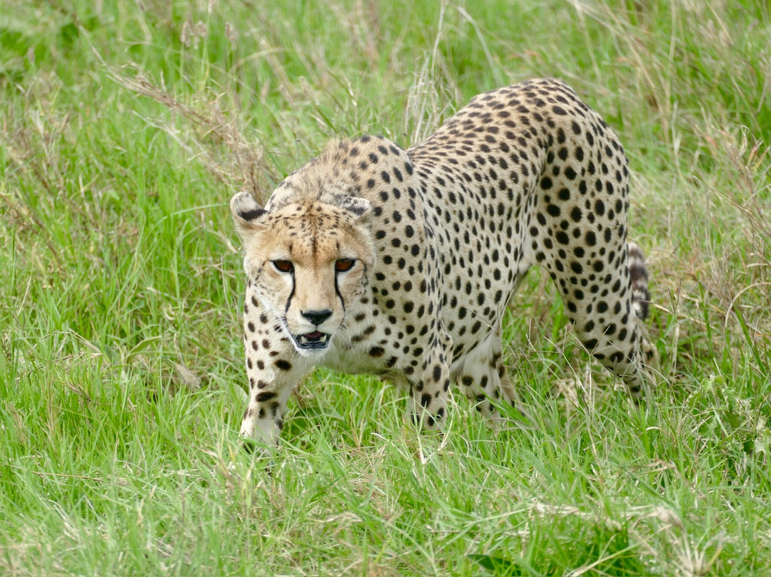 Ephraim's Guide Safaris-阿鲁沙必去景点