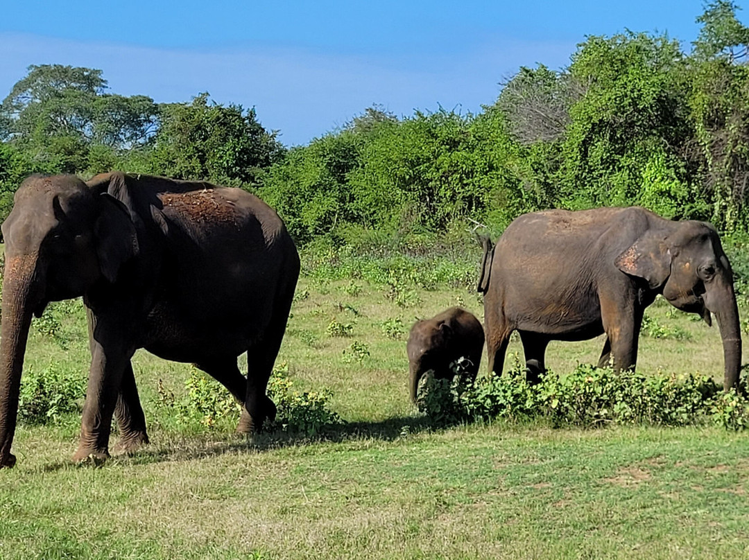 ECO TAXI Ella-埃勒必去景点