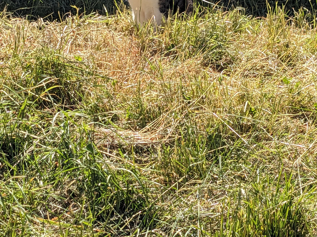 Edgar's Mission-Lancefield必去景点