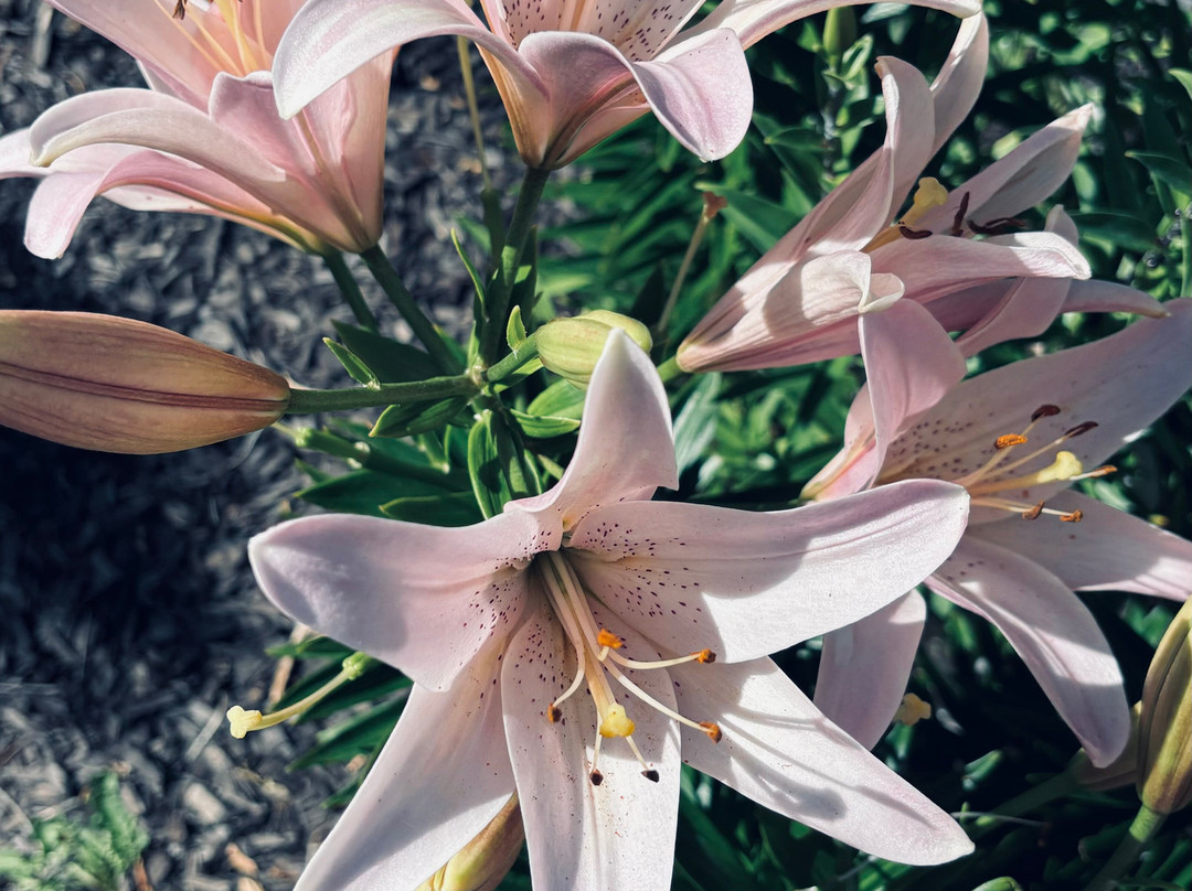 Shelter Gardens-哥伦比亚市必去景点