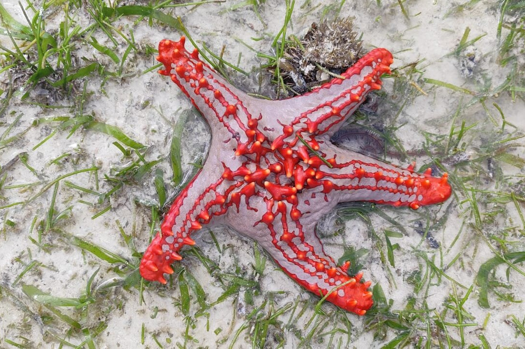 Diving Poseidon-孥归必去景点