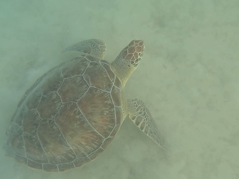 Akumal Dive Shop-艾库玛尔必去景点