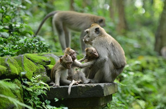 Ubud Lovely Driver-巴厘岛必去景点