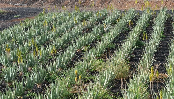 Finca Canarias Aloe Vera景点图片