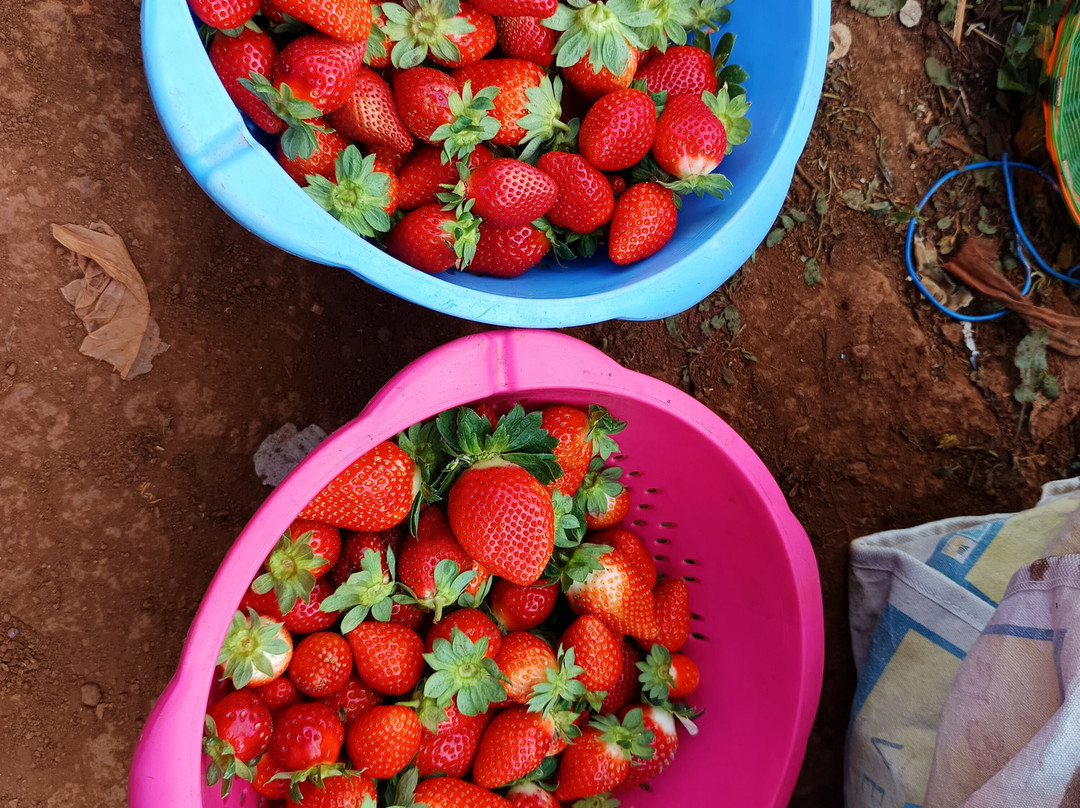 Laxmi Strawberry Farm景点图片