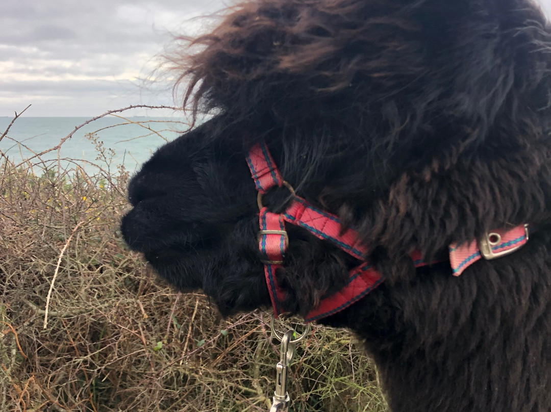 Cranfield Alpacas (alpaca Experiences In The Mournes).景点图片