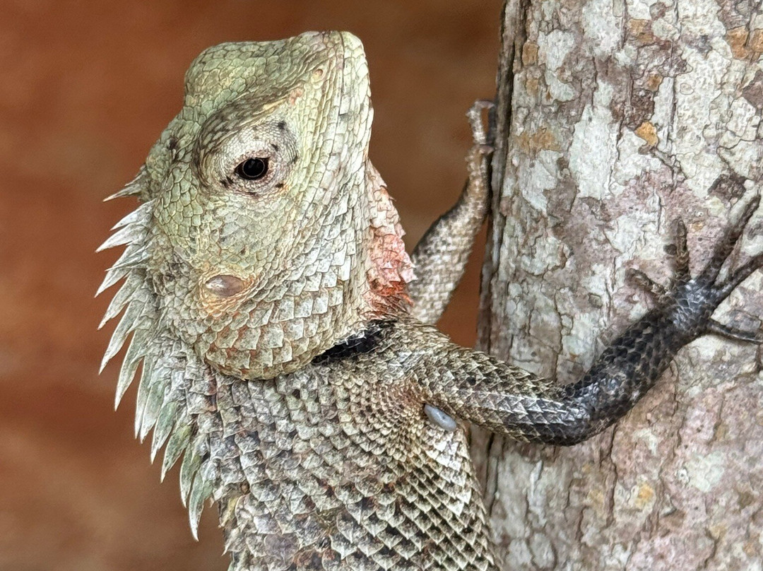 Sri Lanka Tour Experts-Nanu Oya必去景点