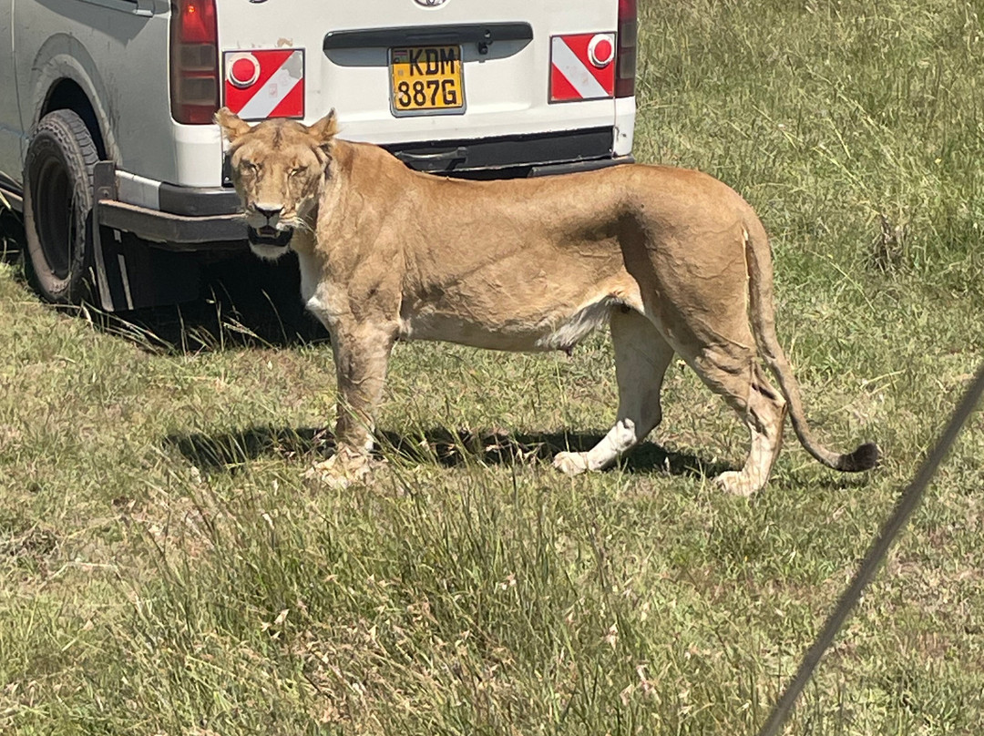 Perfect Safaris Africa-内罗毕必去景点