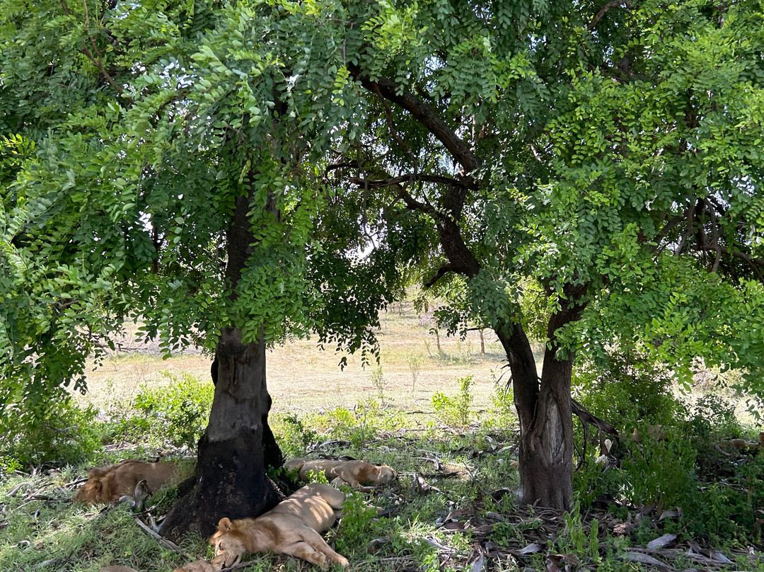 Marafiki Safaris & Cultural Tours-巴加莫约必去景点