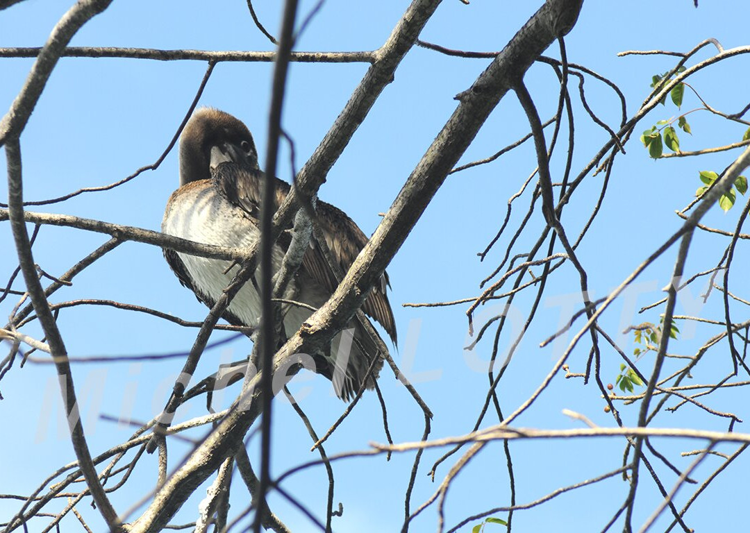 Anse Noire-Les Anses d'Arlet必去景点