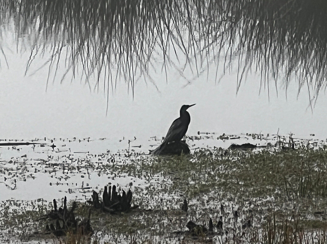 The Celery Fields-萨拉索塔必去景点