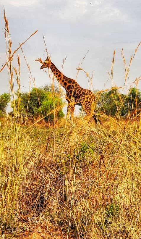 Beverly safaris africa-坎帕拉必去景点