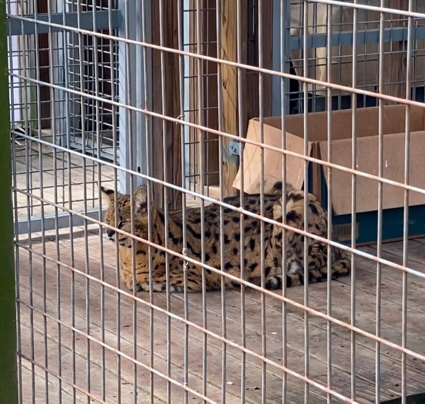 TGR Exotics Wildlife Park-斯普林必去景点