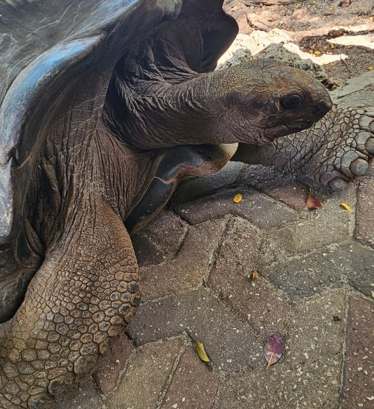 Ali Super Guide Zanzibar-Kilimajuu必去景点