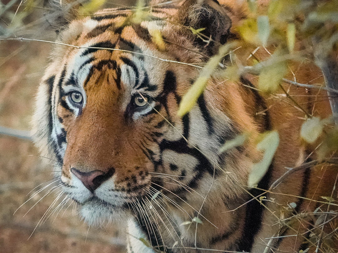 Sahil Tours And Travels-Umaria必去景点