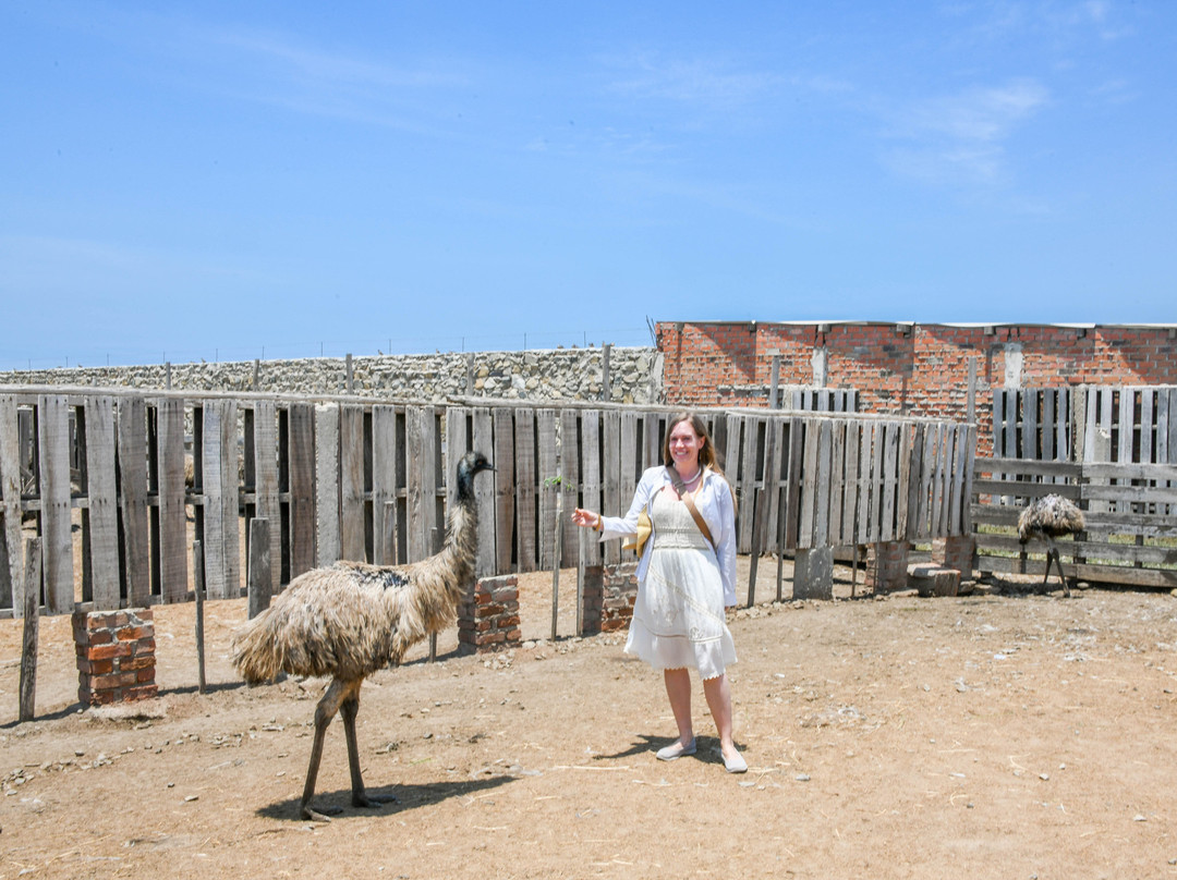 Aves Gigantes de Peru-Pimentel必去景点
