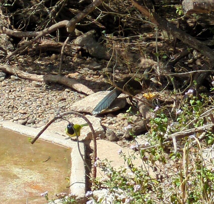 Laguna Atascosa National Wildlife Refuge-德克萨斯州墨西哥湾沿岸必去景点
