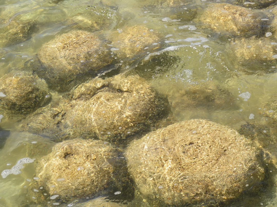 Thrombolites of Lake Clifton景点图片