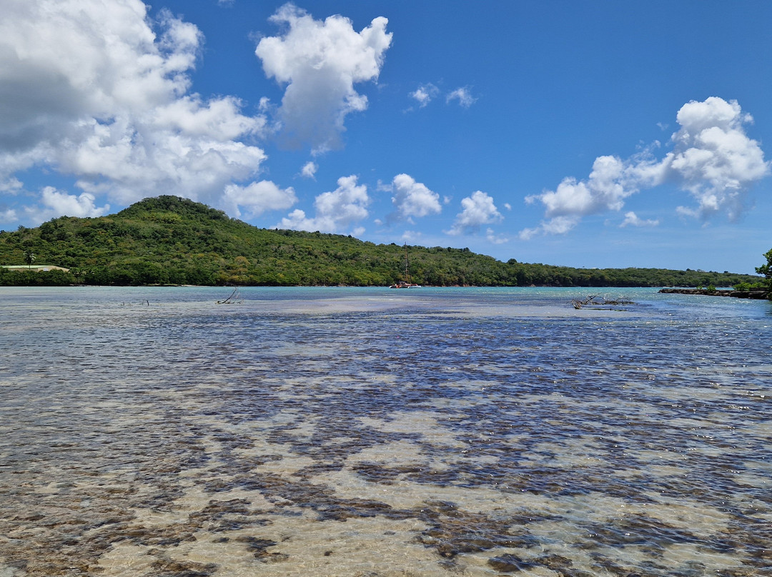 Kayak Mangrove Martinique-圣吕斯必去景点