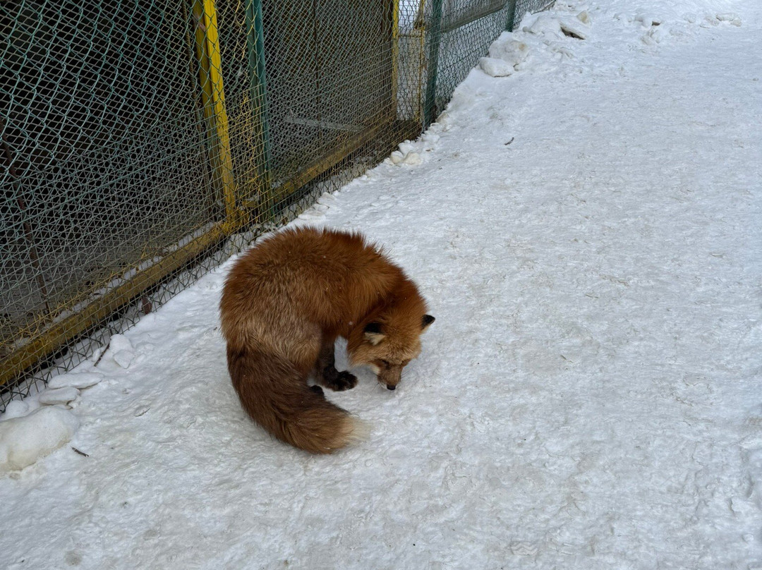 Miyagi Zao Fox Village-白石市必去景点