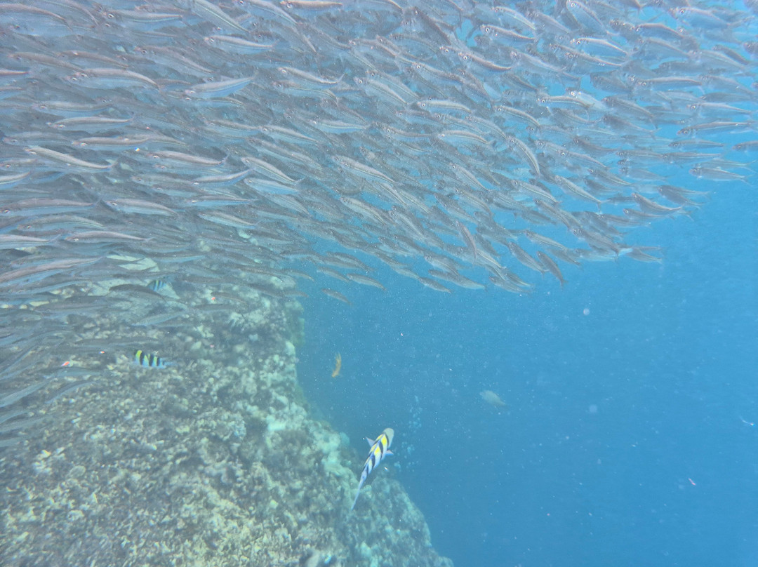 Napaling Reef-Panglao必去景点