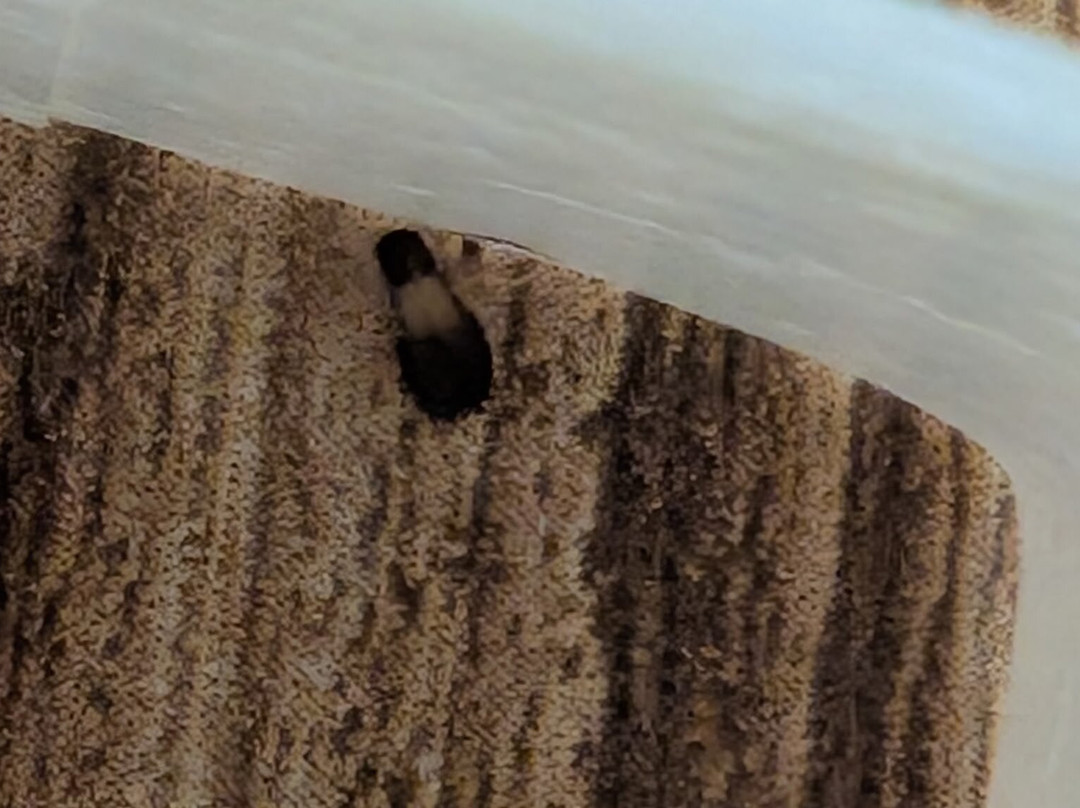 TownePlace Suites St. Louis Edwardsville, IL主图