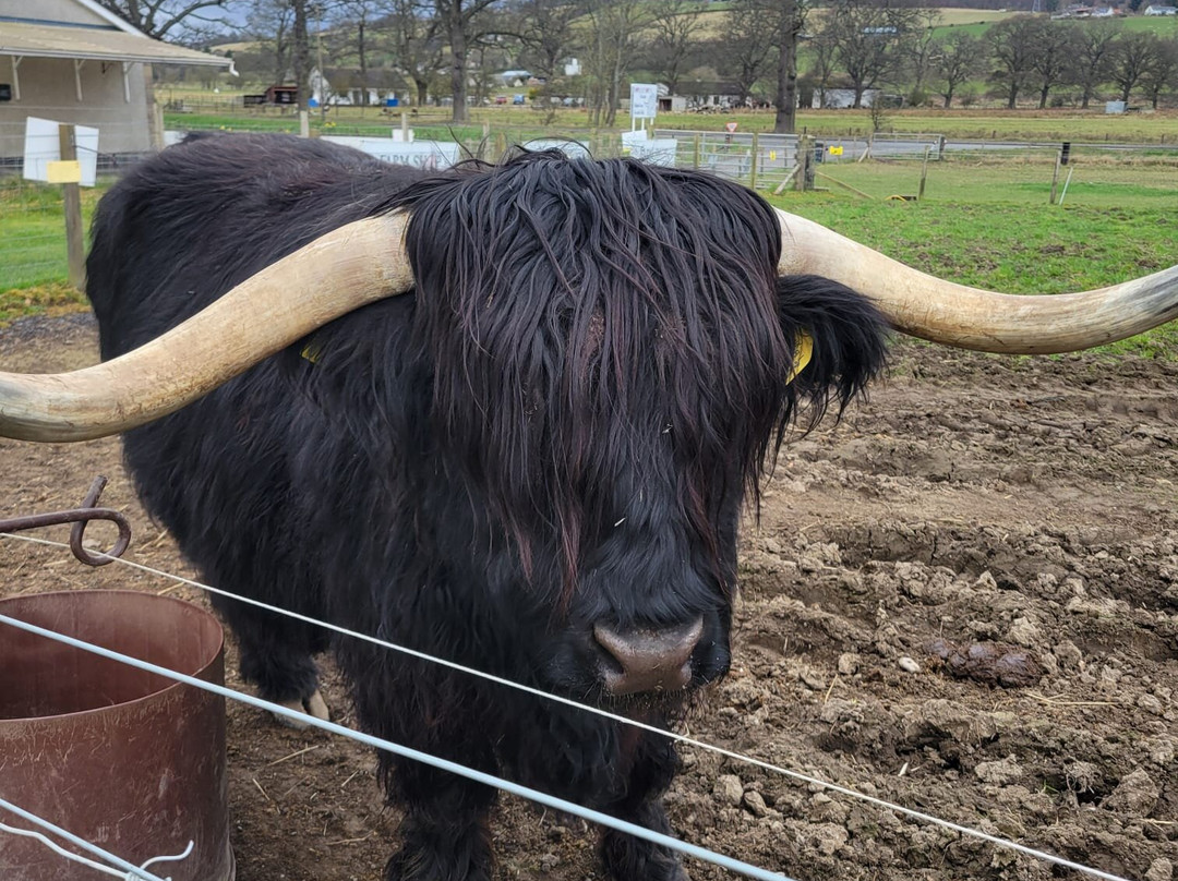 Robertson's - The Larder & Highland Cows - Beauly-Beauly必去景点