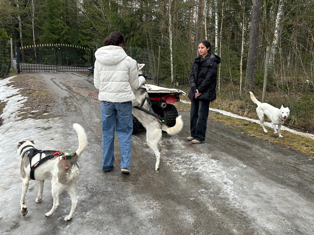 Unique husky sleddog tours near Helsinki-赫尔辛基必去景点