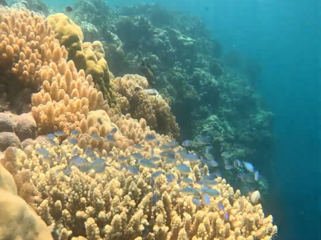 Menjangan Tour Snorkeling & Diving景点图片