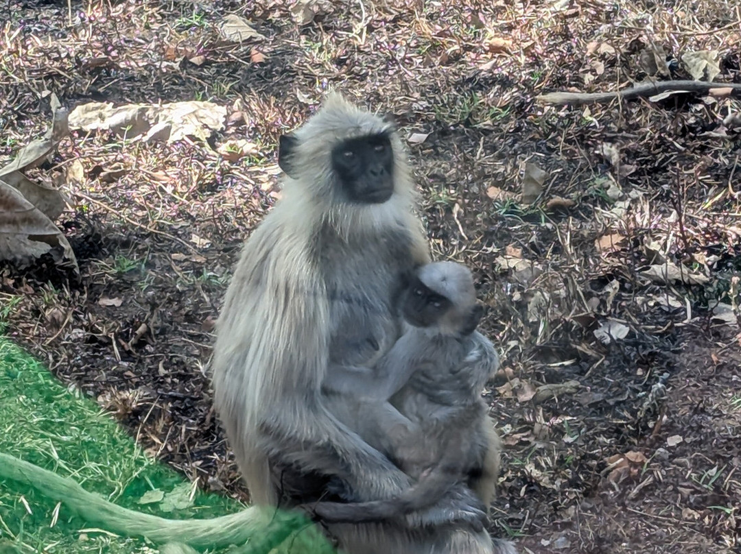 Bandipur National Park and Tiger Reserve景点图片