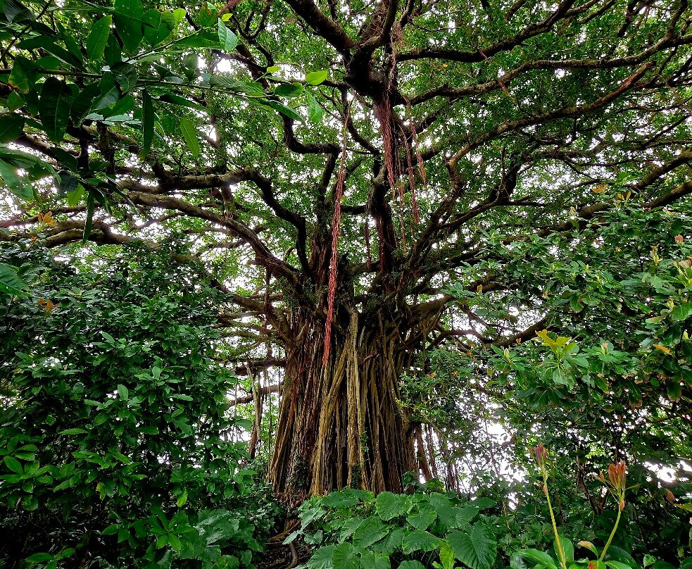 Big Ficus Microcarpa In Tekuzuku景点图片