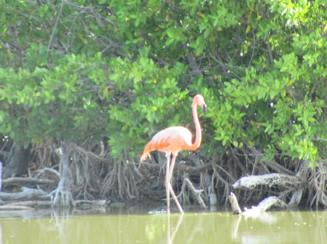 Birdwatching with Paulino Lopez Delgado-Cayo Coco必去景点