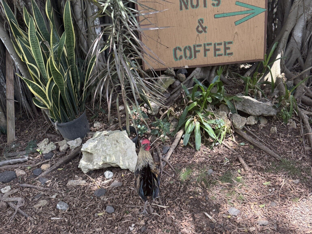 North Shore Macadamia Nut Company-哈雷瓦必去景点