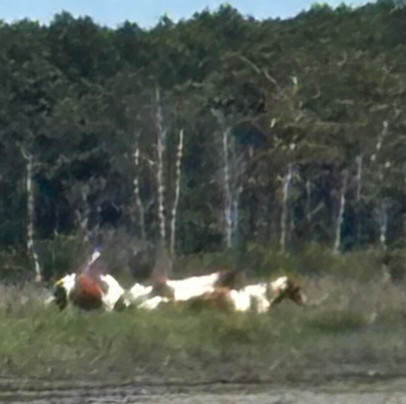 Assateague Explorer Wildlife Cruises-钦科蒂格岛必去景点