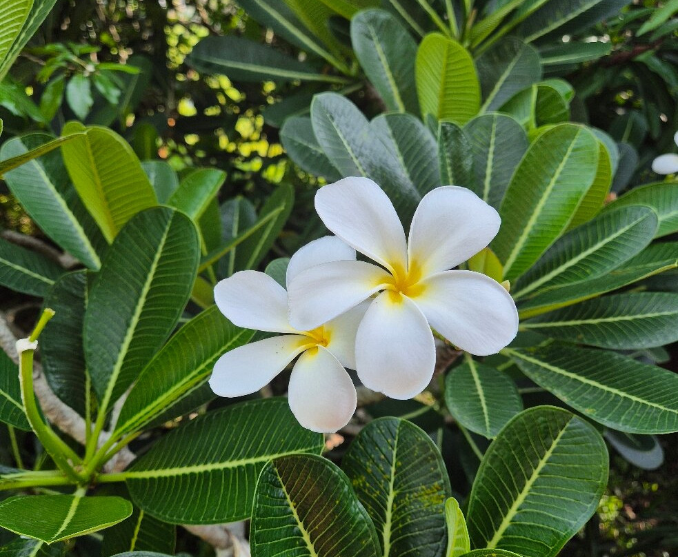 Marari Beach-Mararikulam必去景点