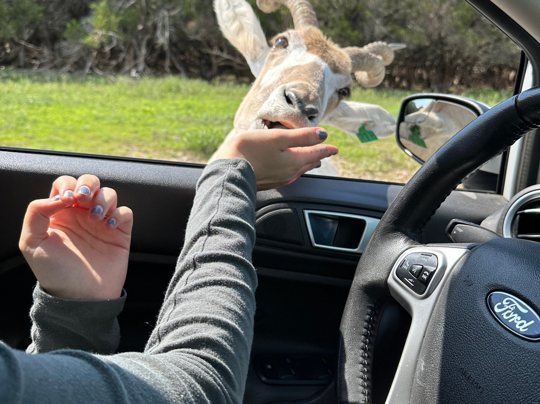 Fossil Rim Wildlife Center-Glen Rose必去景点