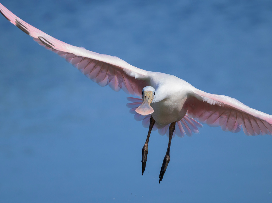 Lowcountry Photo Safaris景点图片