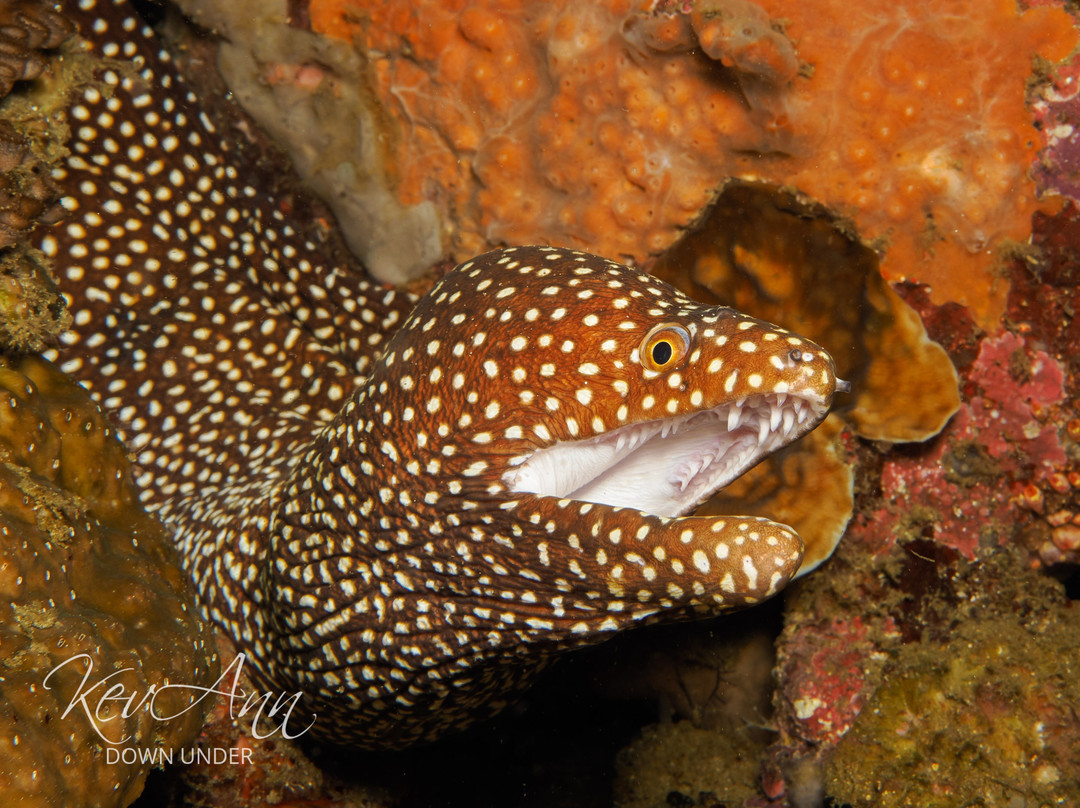 Amathi Diving Resort主图