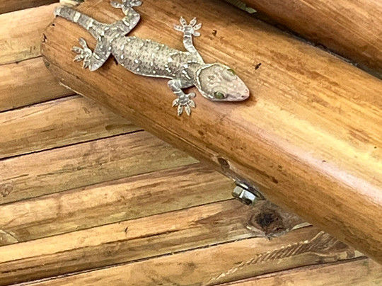 Orangutan Haven-棉兰必去景点