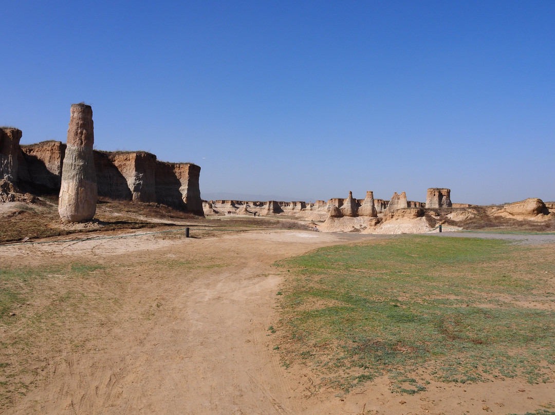 Datong Forest景点图片
