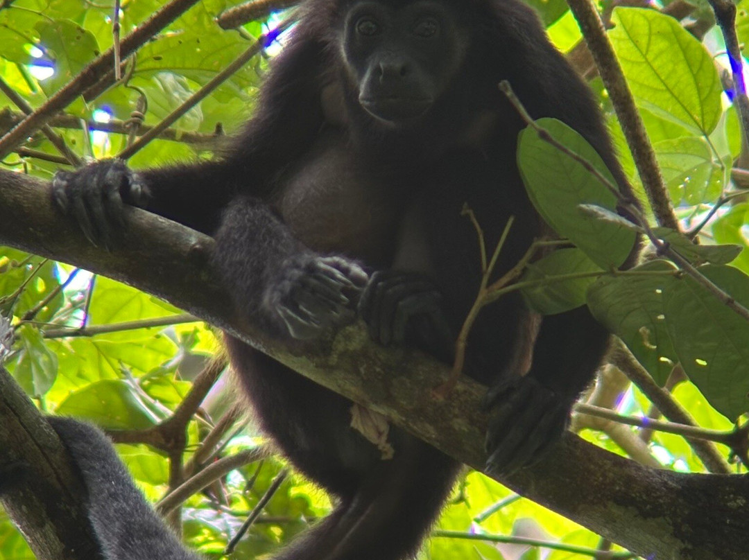 Ficus Tours-希门尼斯港必去景点