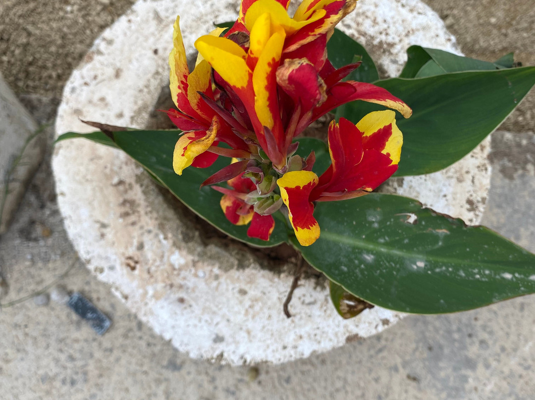 Bar Restaurant Corali