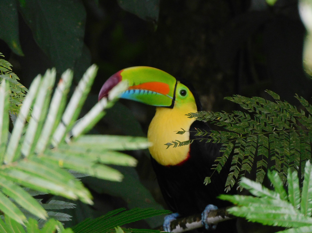 Ecogarden Arenal Family Project景点图片