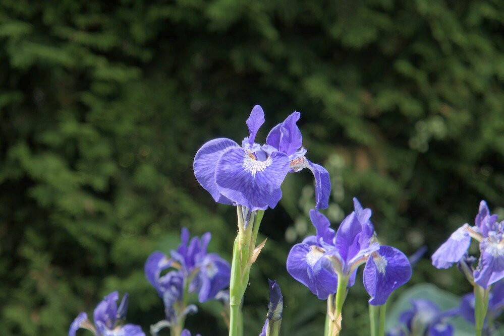Les Jardins De Quatre Vents-拉马尔拜必去景点