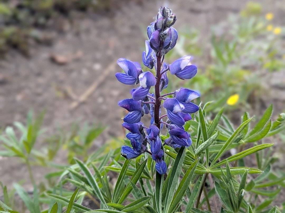 Copper Country Discovery Tour-Copper Center必去景点