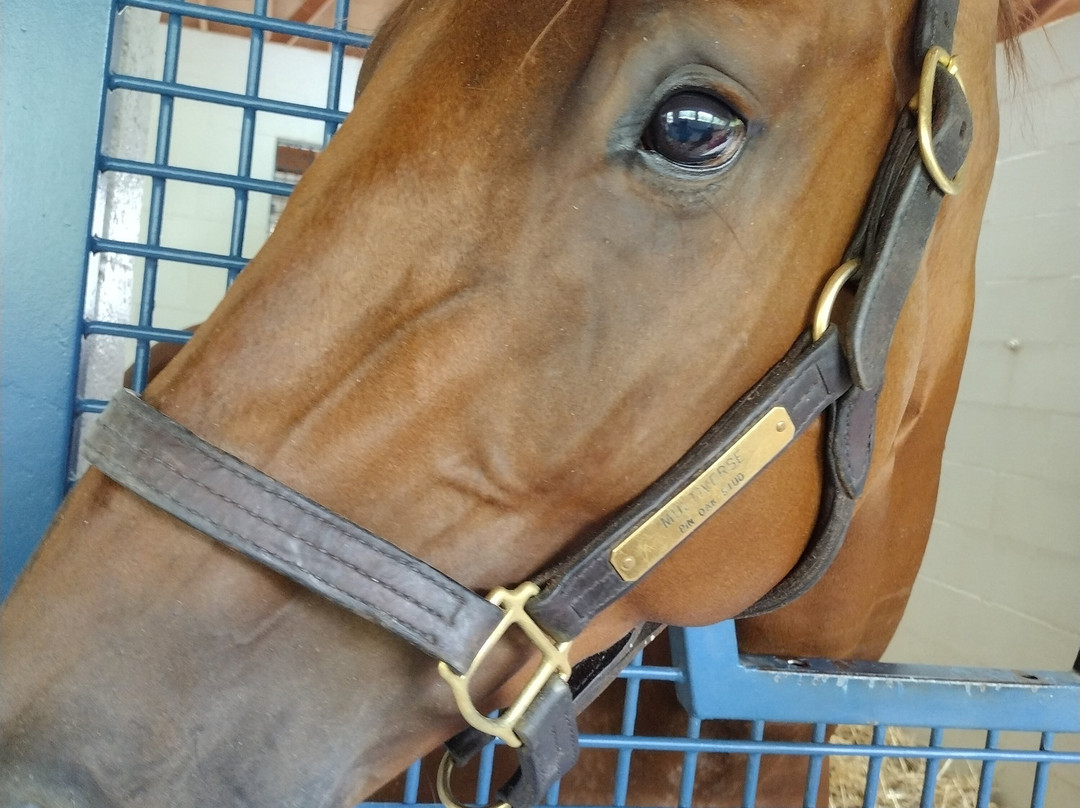 Pin Oak Stud-Versailles必去景点