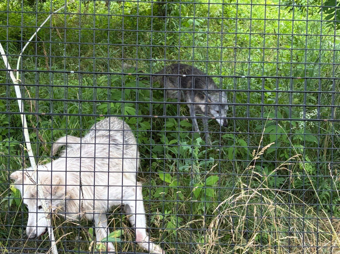 Red Wolf Sanctuary-Rising Sun必去景点