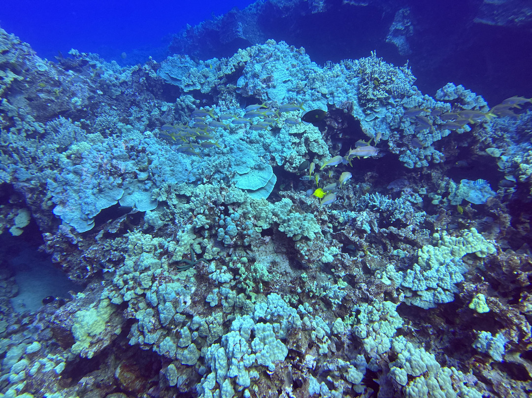 Liquid Cosmos Divers-卡威哈也必去景点