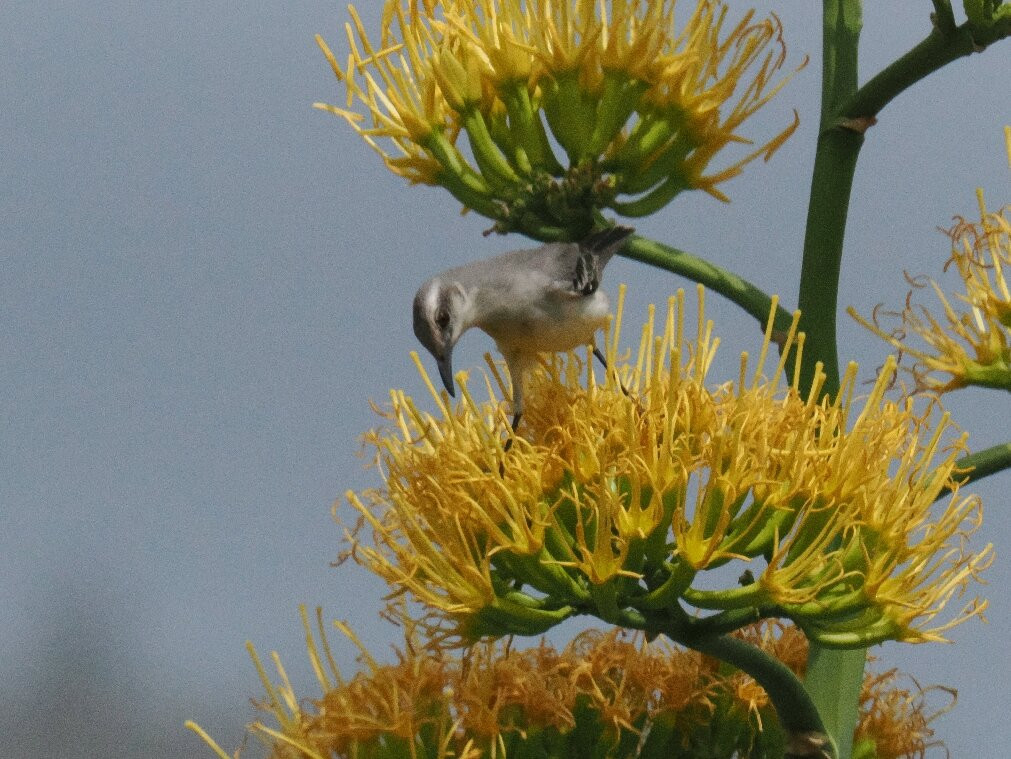 Washington-Slagbaai National Park Visitor Center Museum-Washington-Slagbaai National Park必去景点